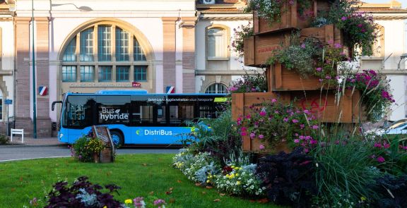 bus-distribus
